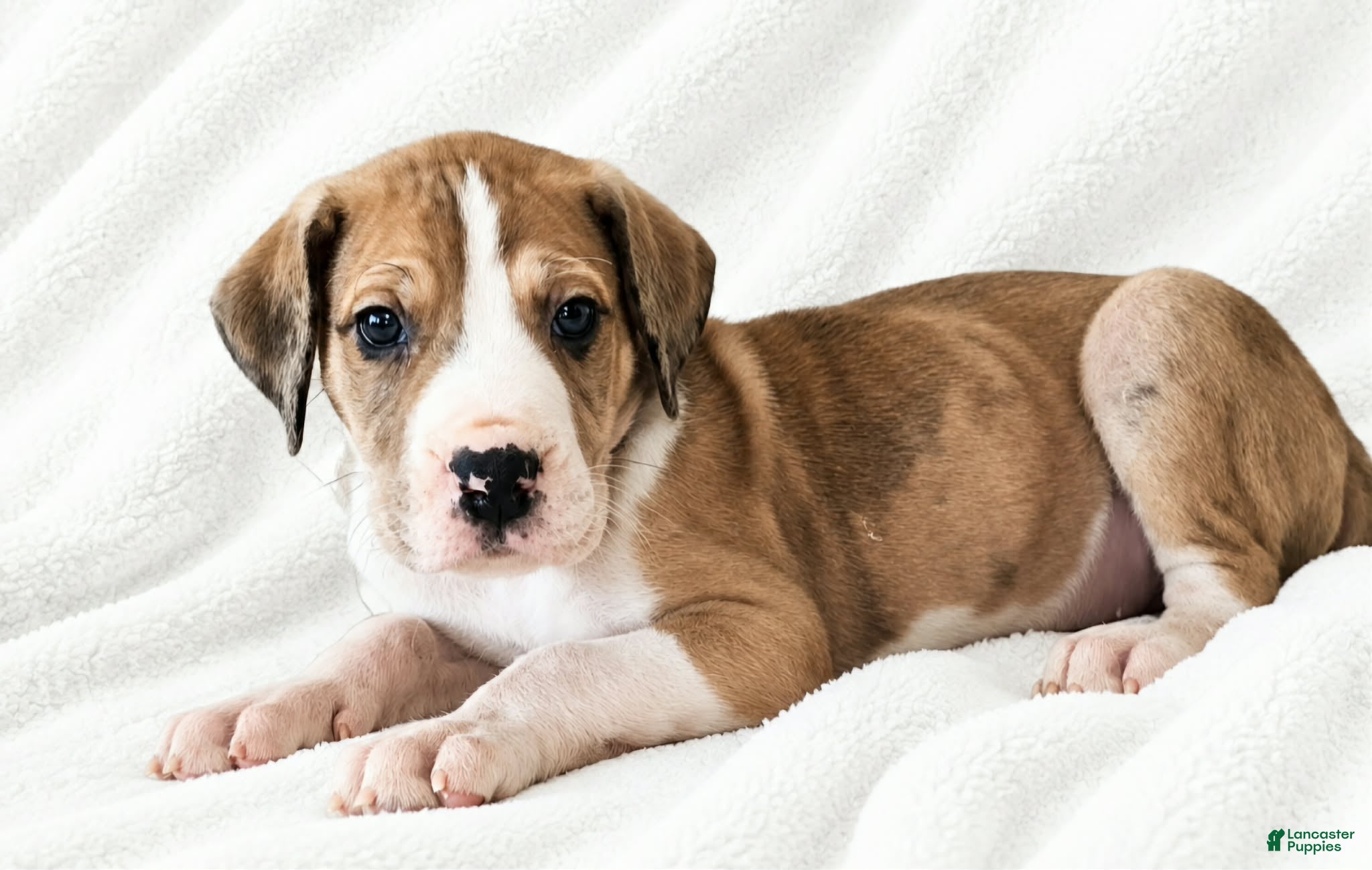 Great Dane dogs Teno  - Ad 21