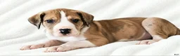 Great Dane dogs for sale: Teno  - Ad 1