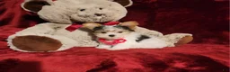 Yorkshire Terrier dogs for sale: CHANEL - Ad 8