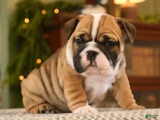 English Bulldog dogs Brandi - Ad 10