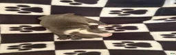 Boston Terrier dogs for sale: Sneezy-Blue & white - Ad 3