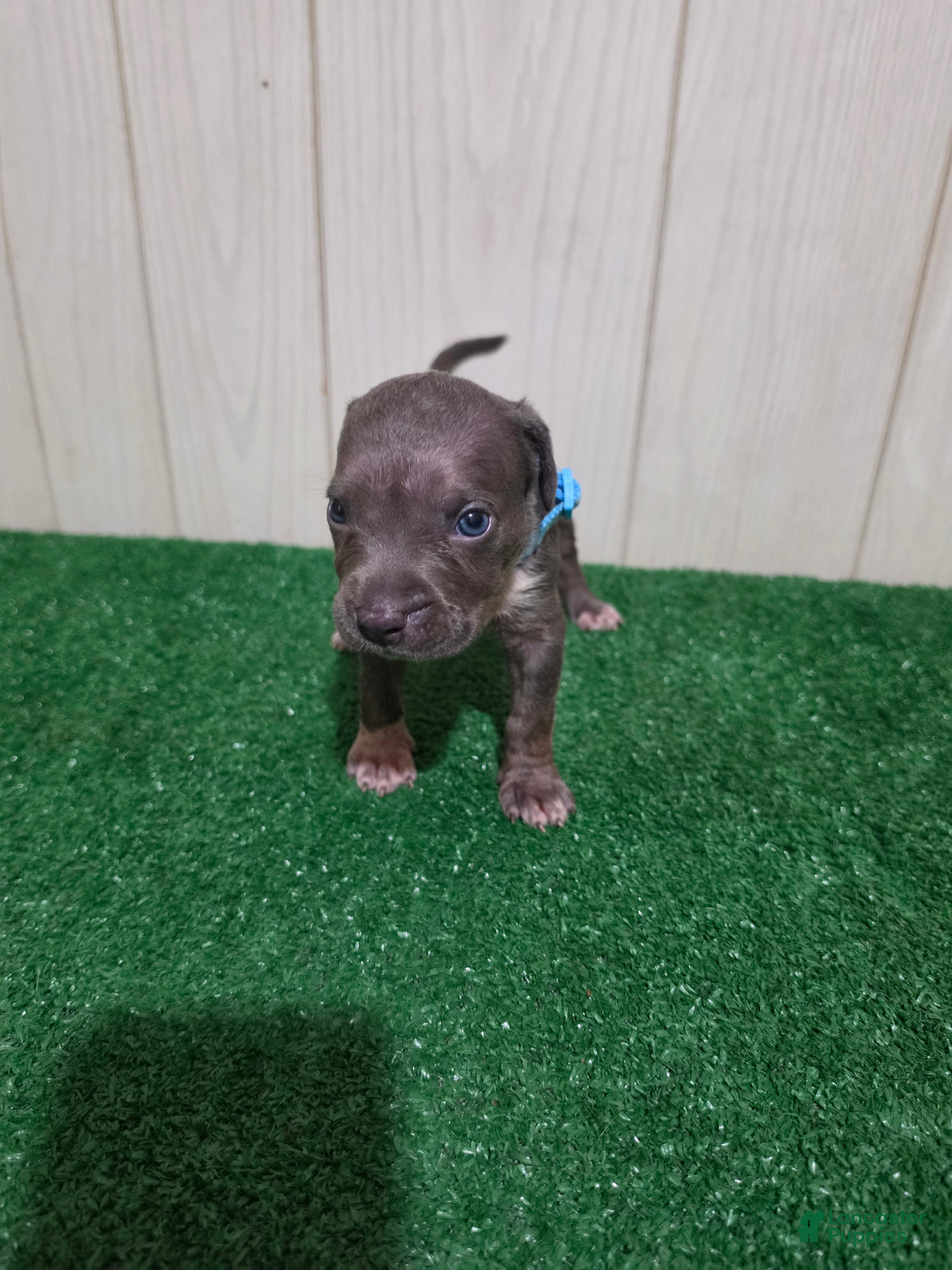 American Bully XL Puppy 4 (Light Blue Collar)