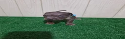 American Bully dogs for sale: American Bully XL Puppy 4 (Light Blue Collar) - Ad 1