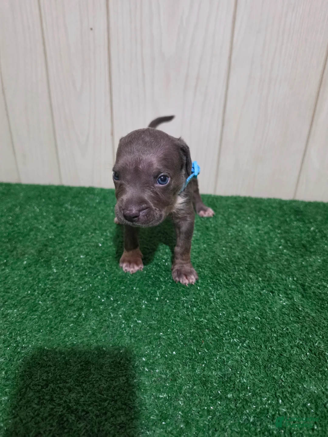American Bully dogs for sale: American Bully XL Puppy 4 (Light Blue Collar) - Ad 1