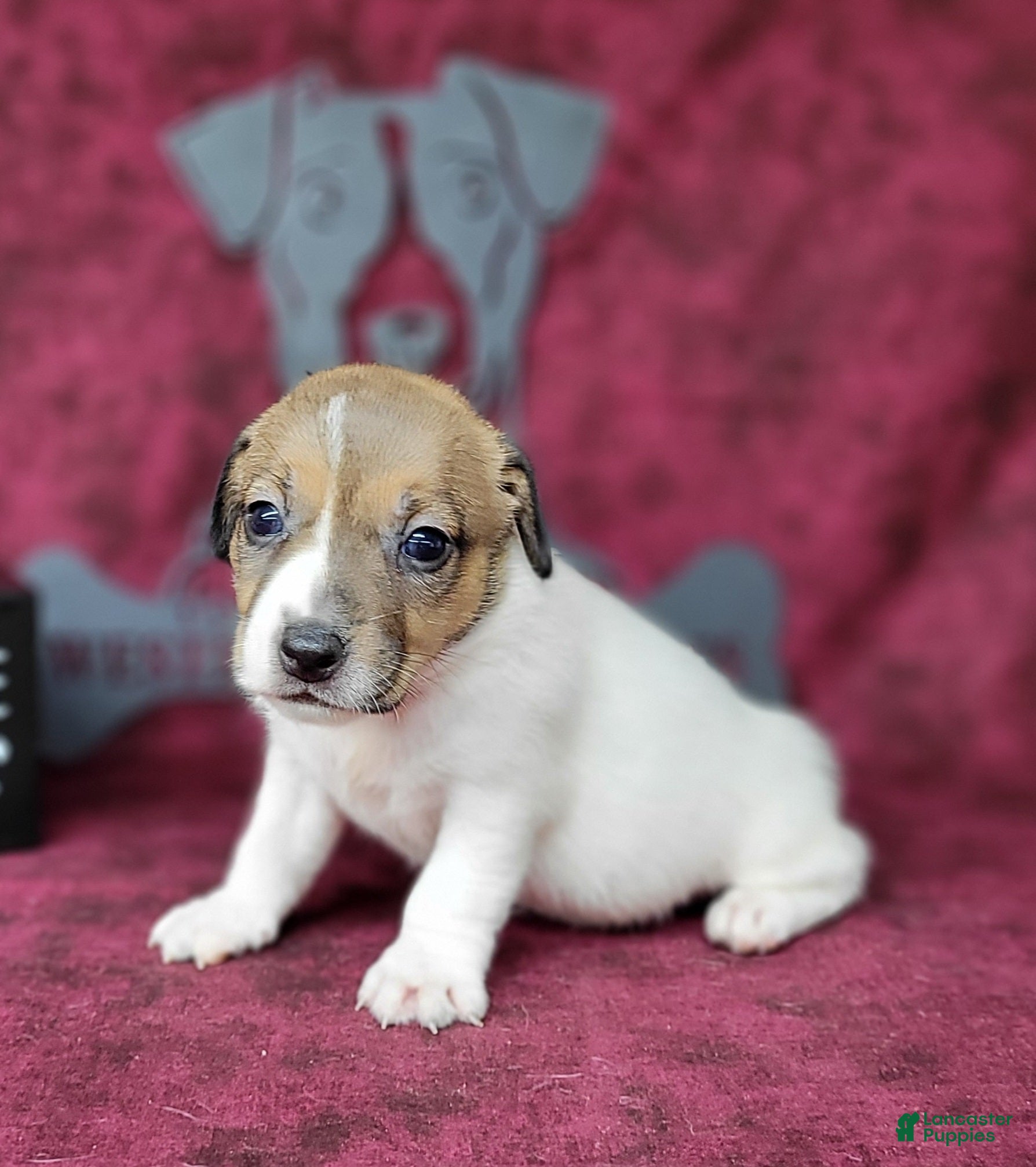 Jack Russell Terrier dogs "Pringle" CKC Reg female - Ad 2