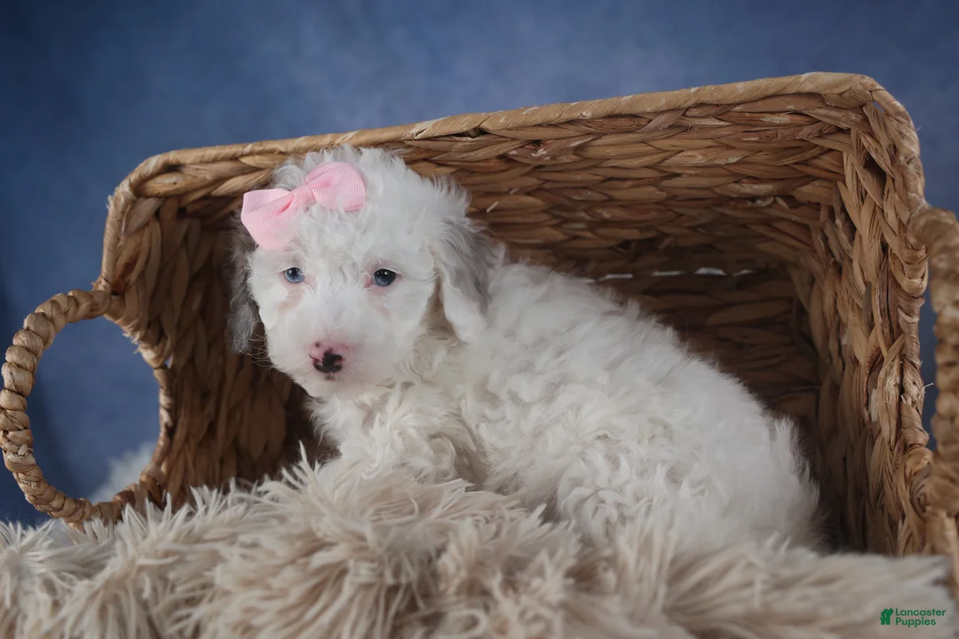 Miniature Poodle dogs for sale: Riley - Ad 18