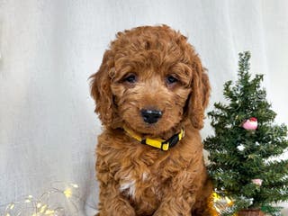 Goldendoodle dogs Bailey - Ad 17