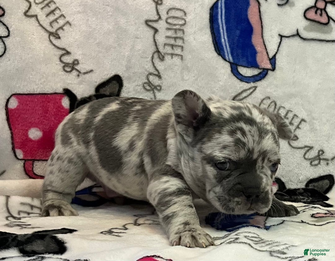 French Bulldog dogs for sale: Tracker - Ad 15