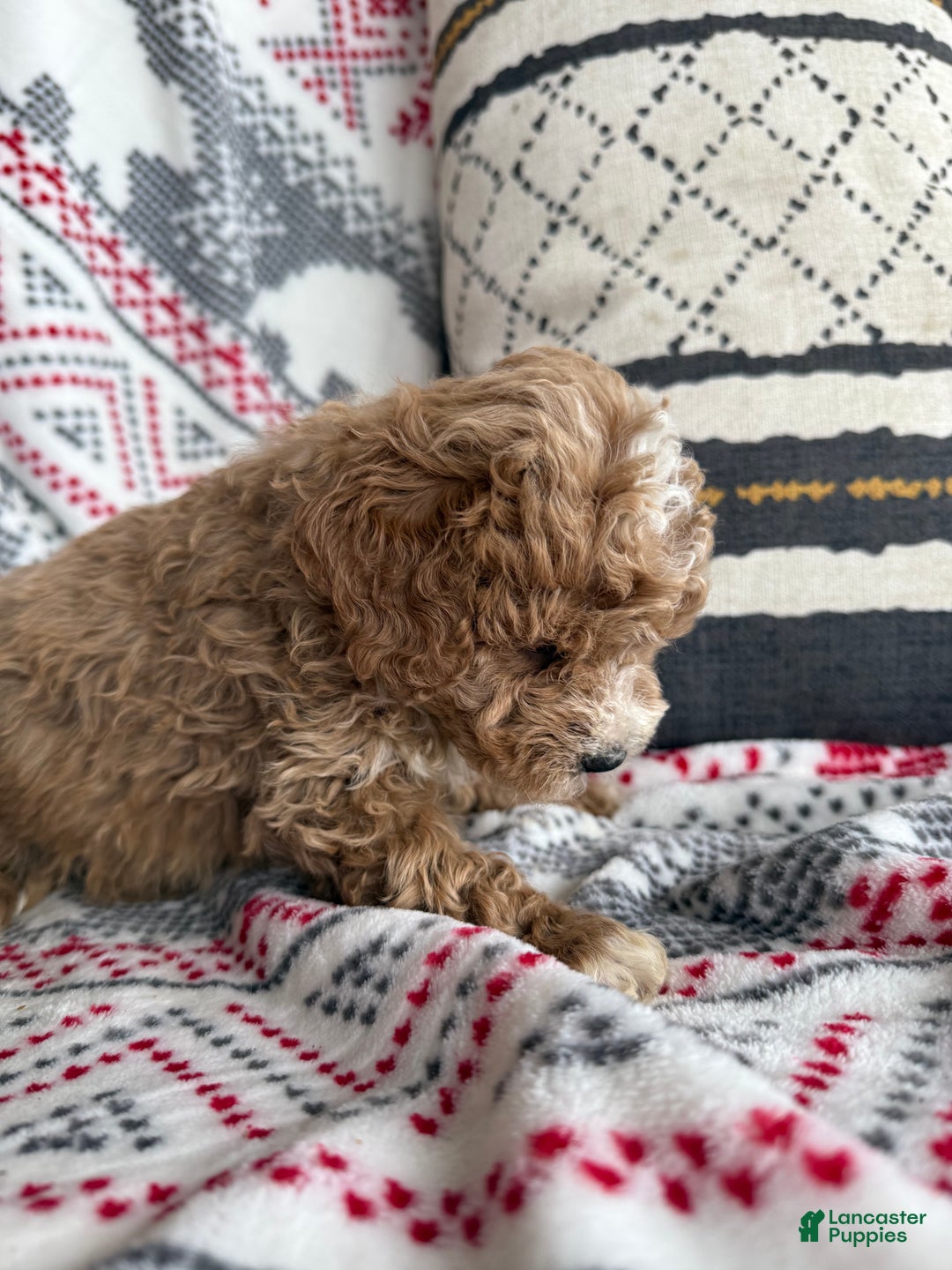 Mini Bernedoodle dogs for sale: Cash  - Ad 5