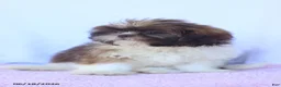 Shih Tzu dogs for sale: Nancy - Ad 5