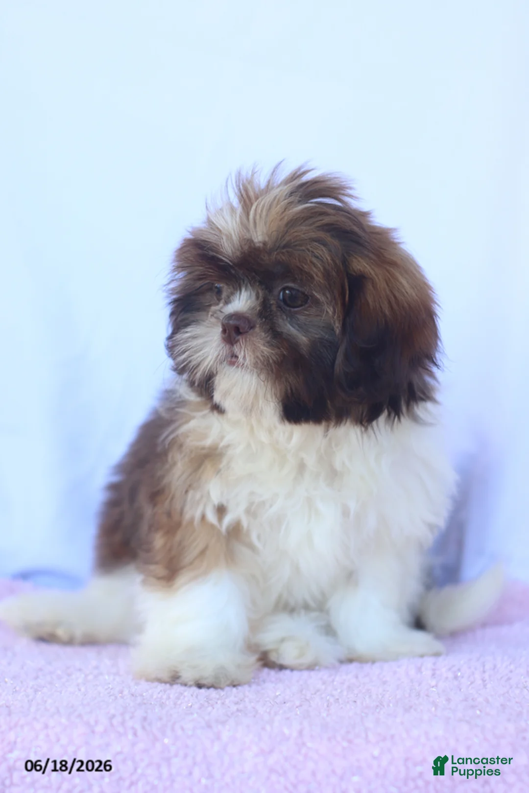 Shih Tzu dogs for sale: Nancy - Ad 5