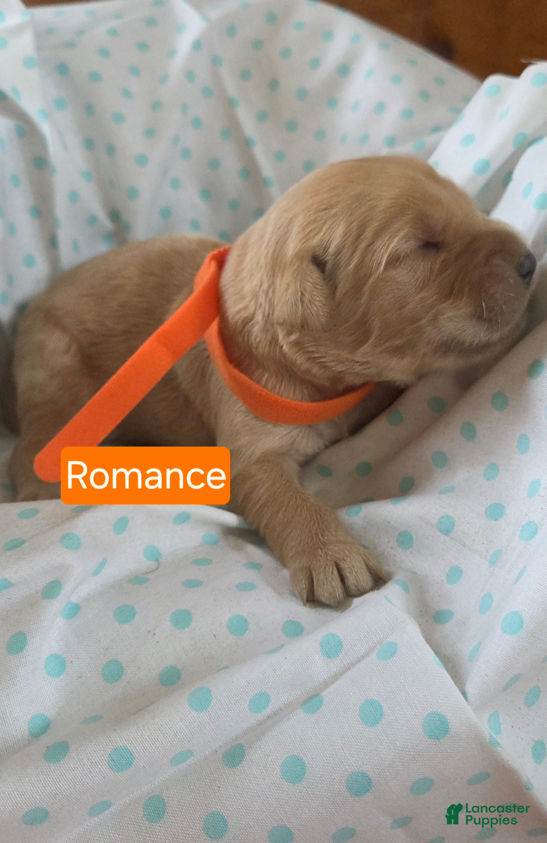 Golden Retriever dogs Romance - Ad 6
