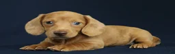 Miniature Dachshund dogs for sale: Maya 🩵 - Ad 8