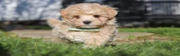 Maltipoo dogs for sale: Lane - Ad 18