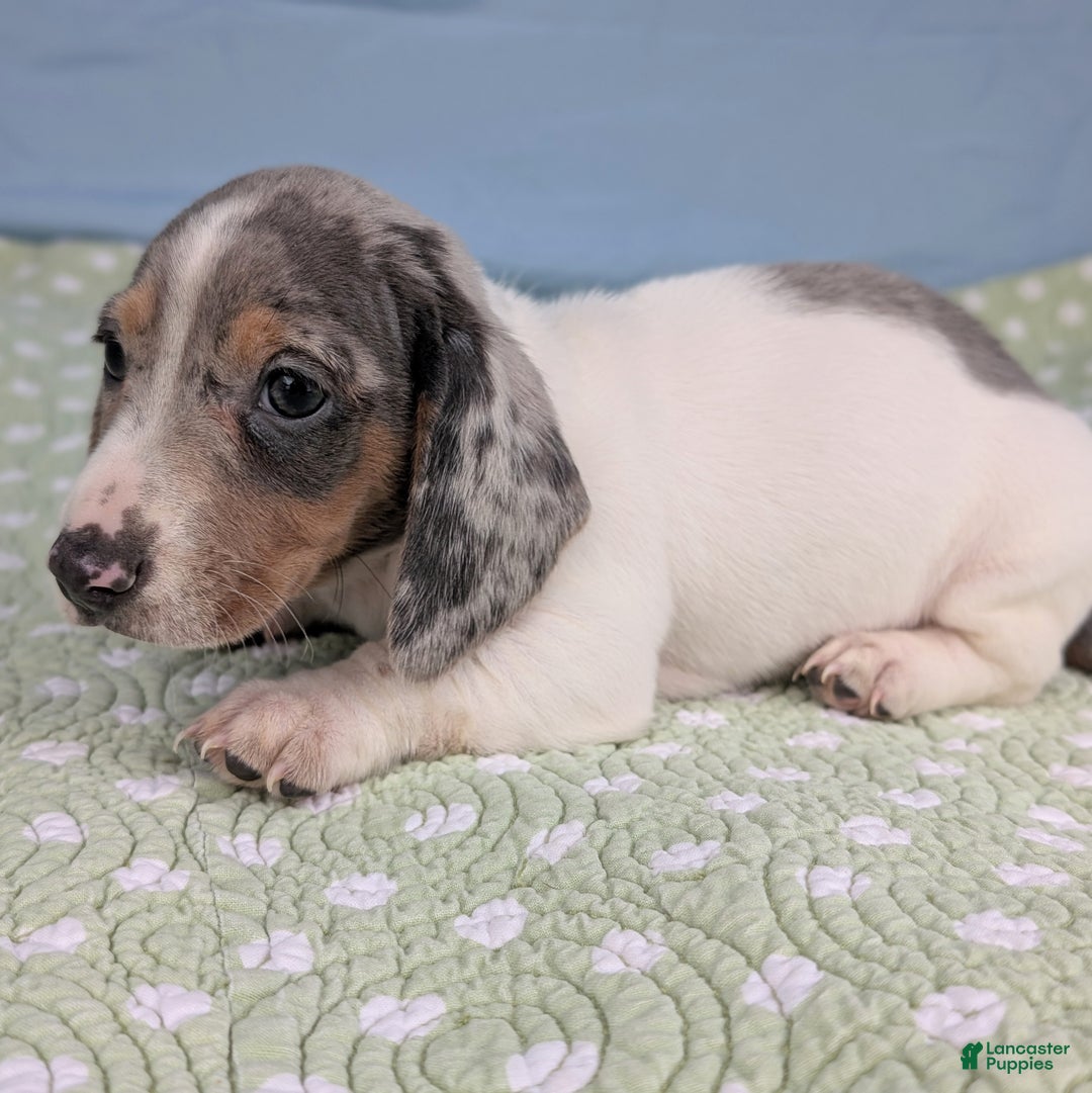 Miniature Dachshund dogs for sale: Sweet Potato - Ad 9
