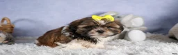 Shih Tzu dogs for sale: GISMO - Ad 14