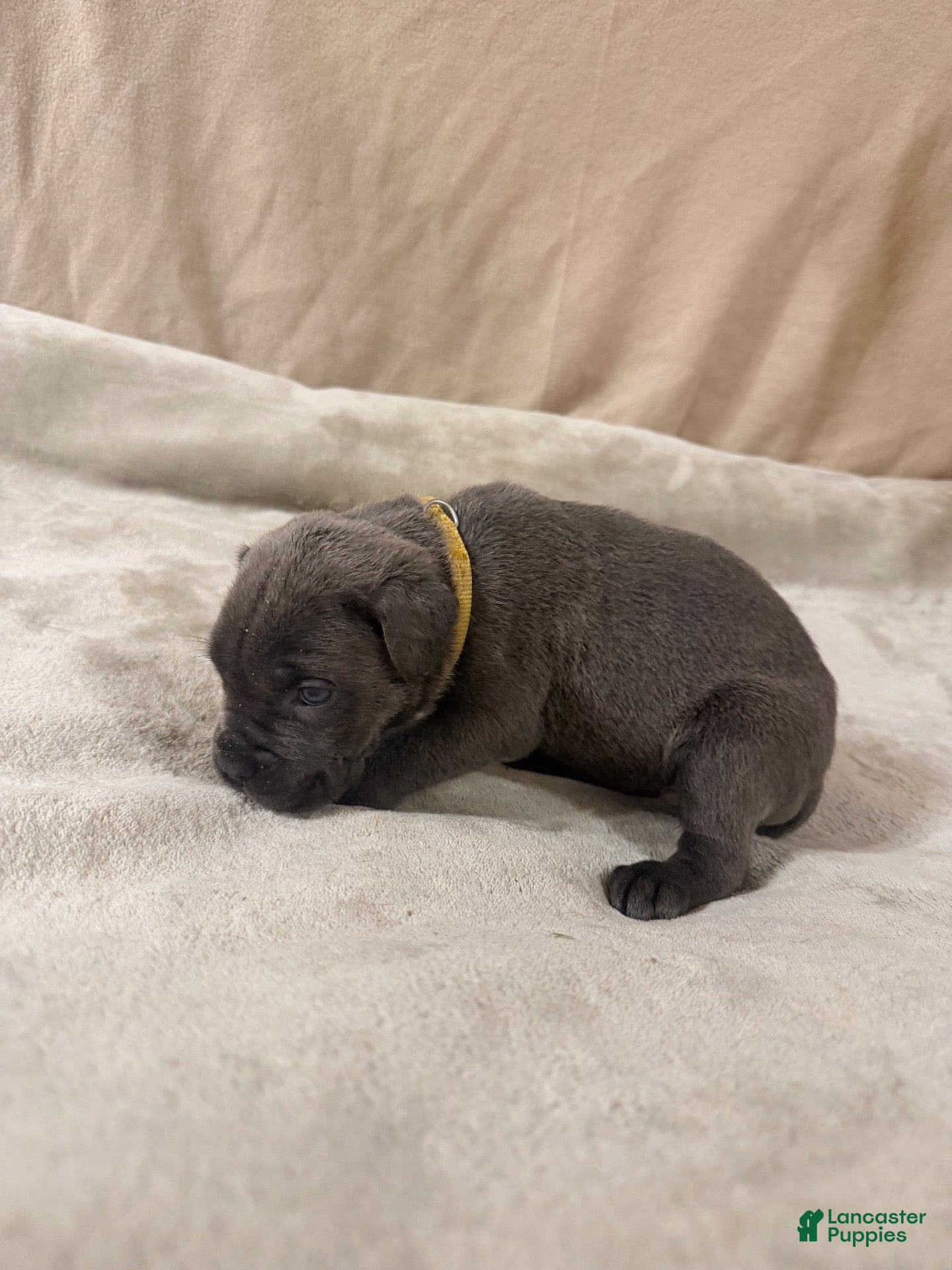 Cane Corso dogs for sale: Yellow - Ad 3