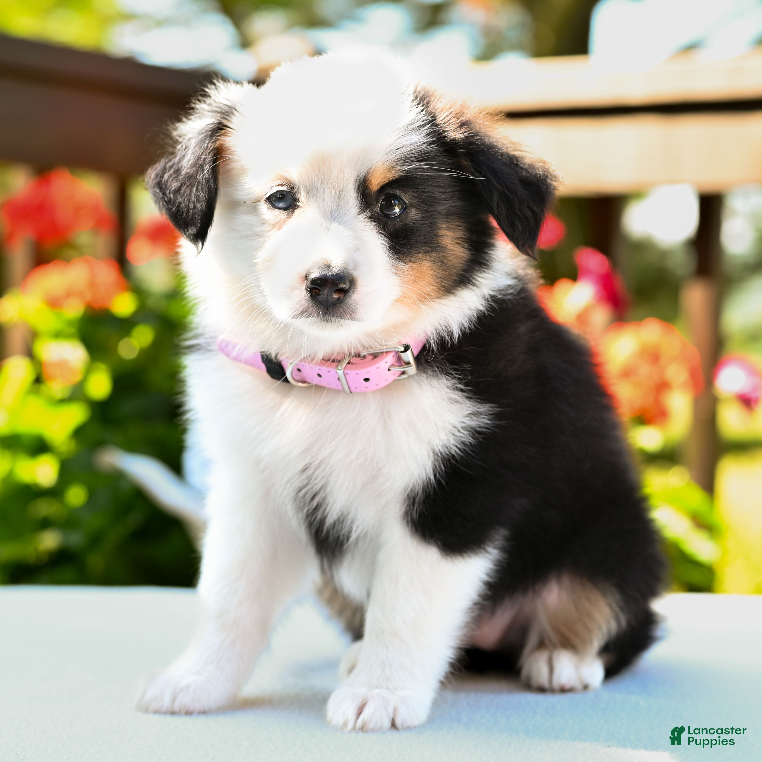 Miniature Australian Shepherd dogs Brittany  - Ad 2