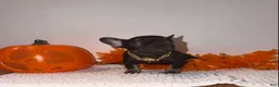 French Bulldog dogs for sale: Cocoa female  - Ad 4