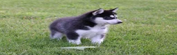 Siberian Husky dogs for sale: Chrissy - Ad 4