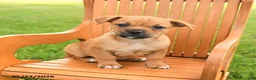 Jug dogs for sale: Katarina - Ad 3