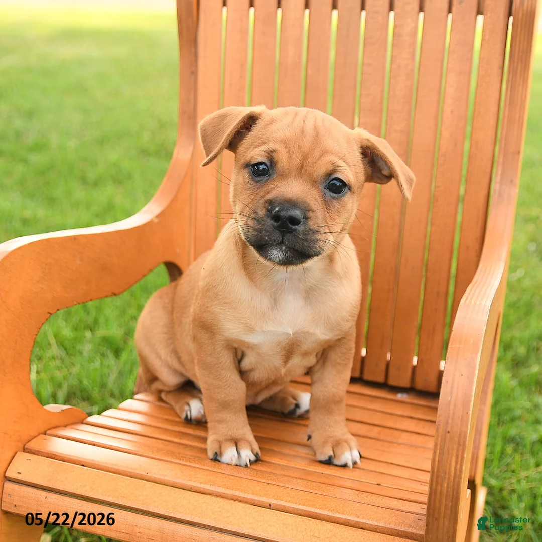 Jug dogs for sale: Katarina - Ad 3