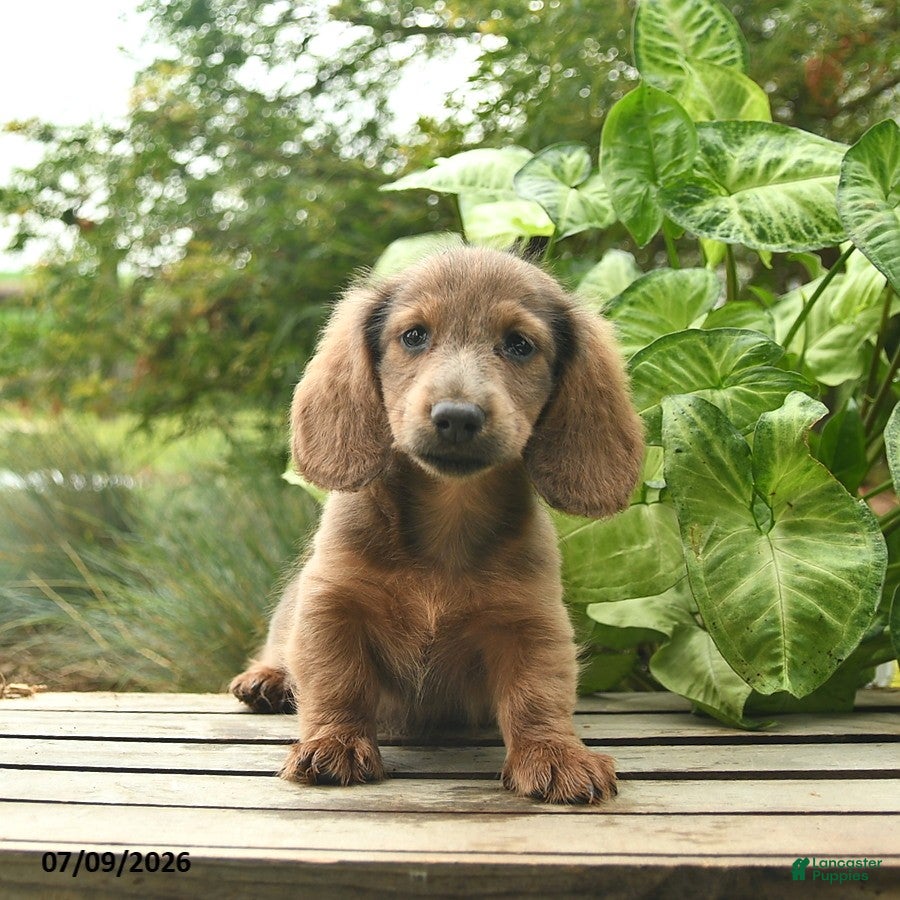 Miniature Dachshund dogs Major - Ad 2