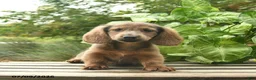 Miniature Dachshund dogs for sale: Major - Ad 2