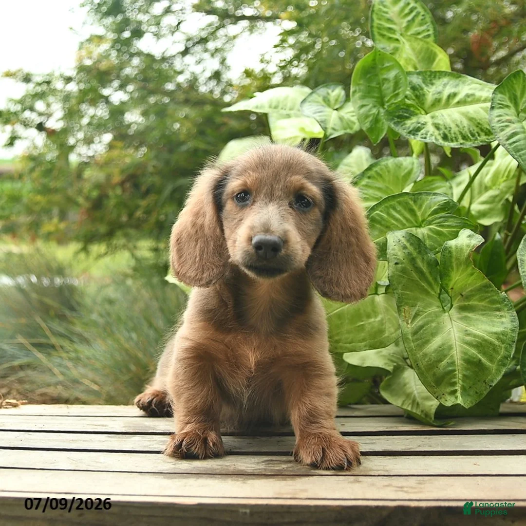Miniature Dachshund dogs for sale: Major - Ad 2