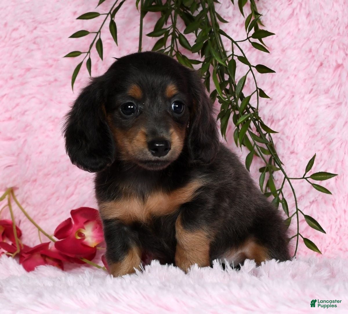 Miniature Dachshund dogs Trixy Blue/Tan Long Hair - Ad 22