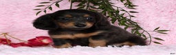 Miniature Dachshund dogs for sale: Trixy Blue/Tan Long Hair - Ad 1