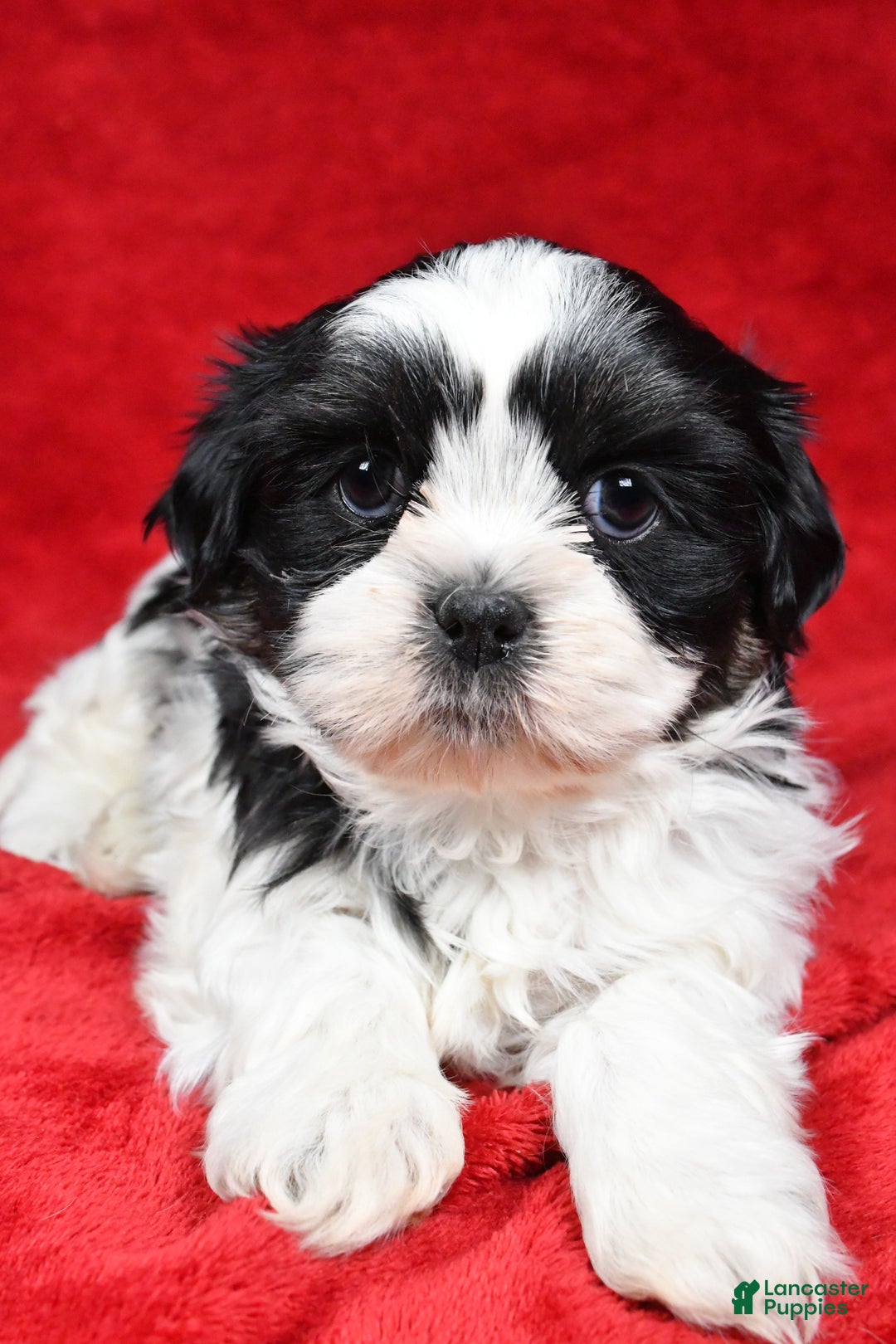 Shih Tzu dogs for sale: Ike - Ad 4