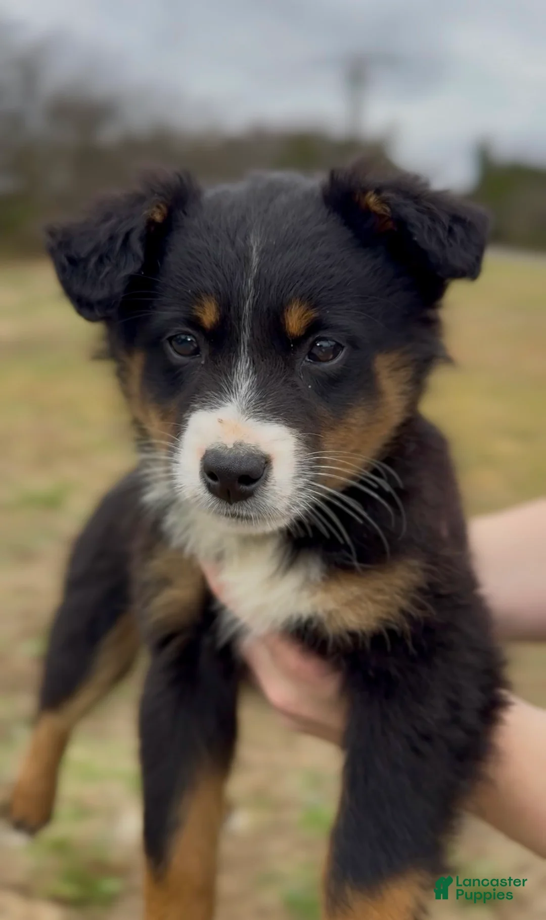 Miniature Australian Shepherd dogs for sale: Raven  - Ad 5