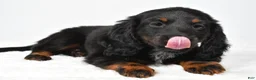 Miniature Dachshund dogs for sale: Fiona - Ad 5
