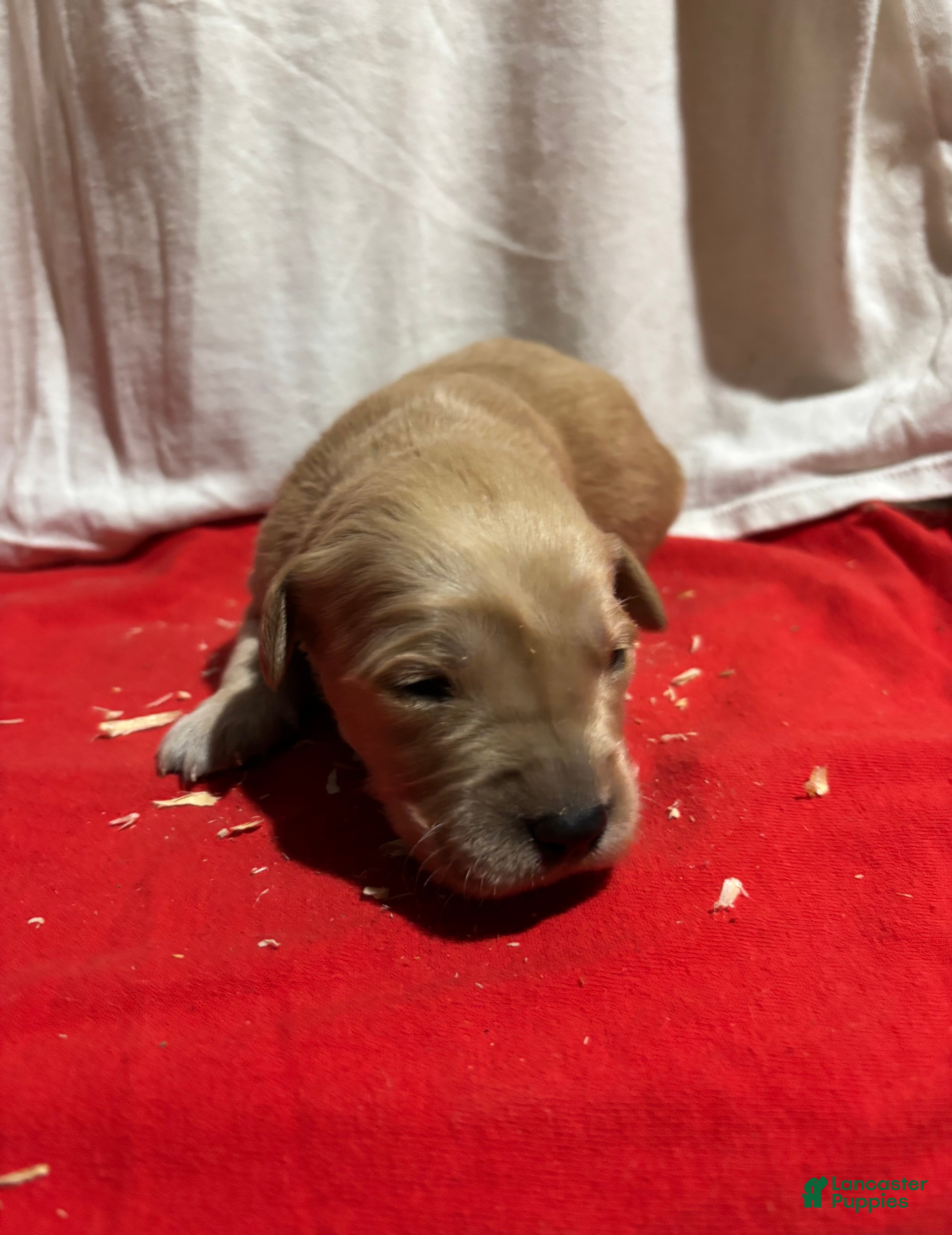 Golden Retriever dogs Blue - Ad 32