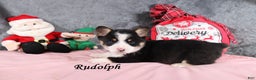 Welsh Corgi Pembroke dogs for sale: Rudolph - Ad 2