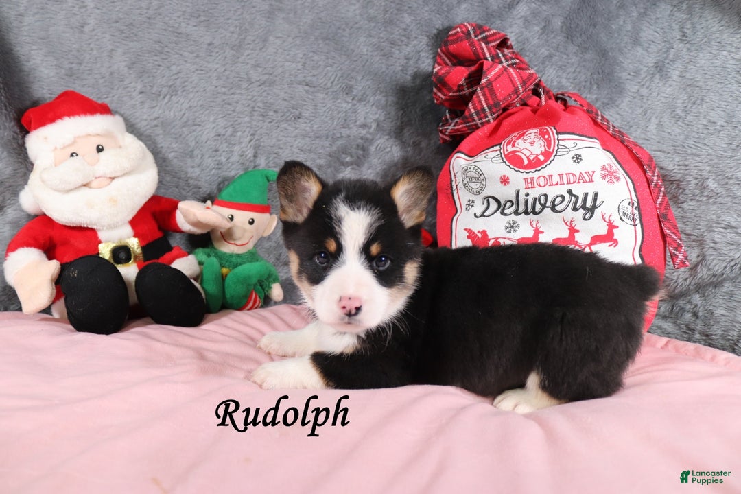 Welsh Corgi Pembroke dogs for sale: Rudolph - Ad 2