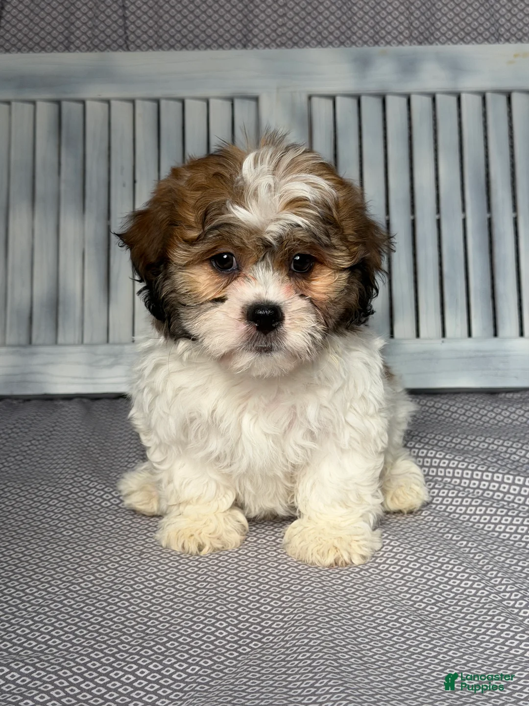 Teddy Bear dogs for sale: Reed - Ad 1