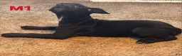 Mixed Breed dogs for sale: Male 1 - Ad 4