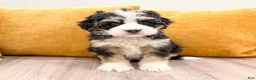 Mini Bernedoodle dogs for sale: Holly - Ad 8