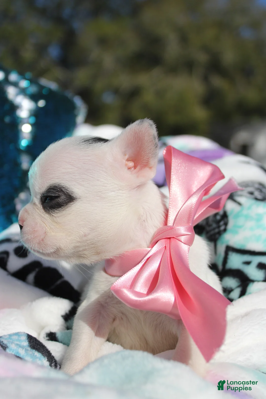 French Bulldog dogs for sale: Lola - Ad 6