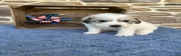 Great Pyrenees dogs for sale: AKC Cheyenne - Ad 6