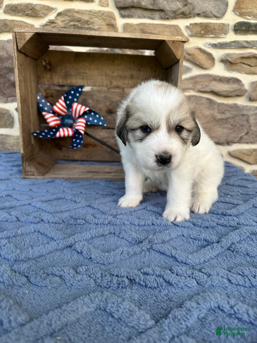Great Pyrenees dogs for sale: AKC Cheyenne - Ad 6