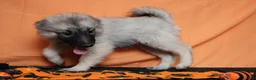 Keeshond dogs for sale: Conner  - Ad 6