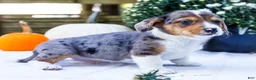 Mixed Breed dogs for sale: Pepper - Ad 6