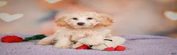 Cavapoo dogs for sale: Parker - Ad 5