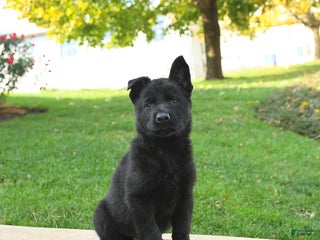 German Shepherd dogs - Ad 42