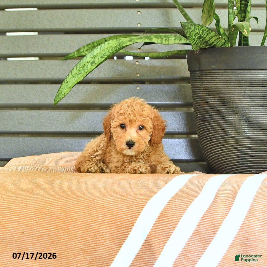 Miniature Poodle dogs Crena - Ad 2