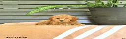Miniature Poodle dogs for sale: Crena - Ad 2