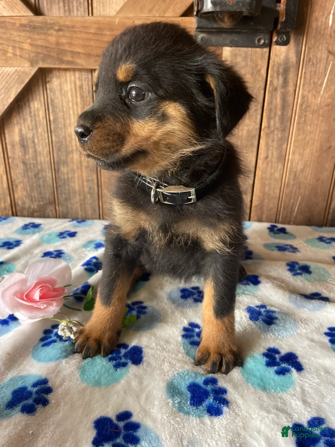 Rottweiler dogs for sale: Bella - Ad 2